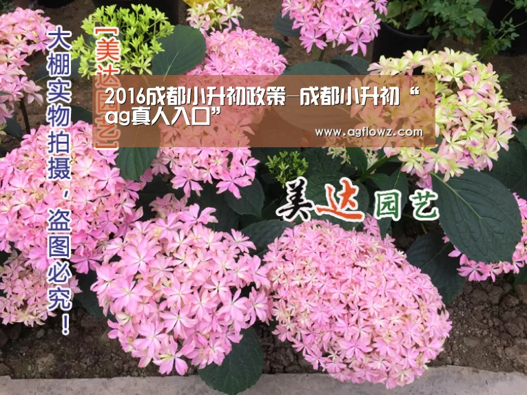 2016成都小升初政策-成都小升初“ag真人入口”(图2) ag真人